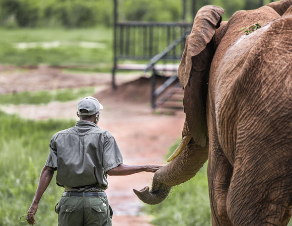  human-elephant co-existence in Zimbabwe