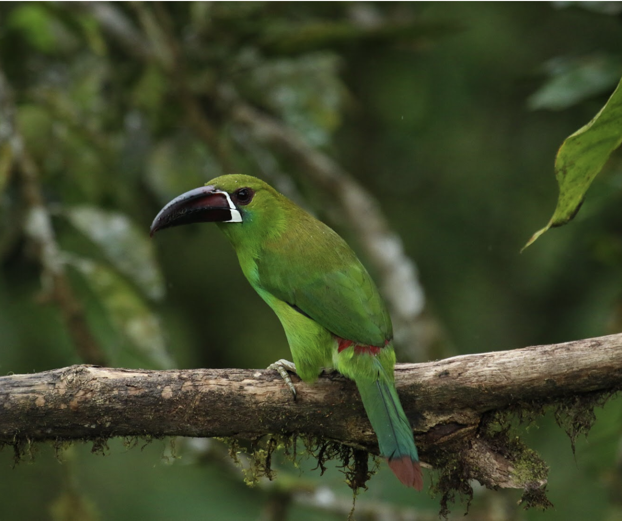 crimsom-rumped toucanet