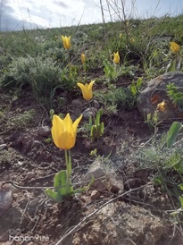 tulip2