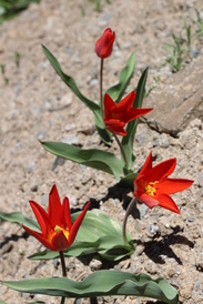 tulip