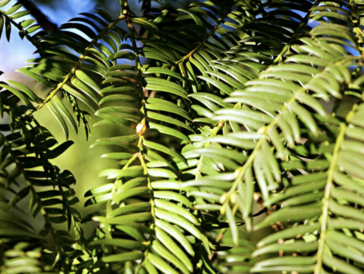 Yew