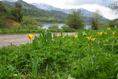 tulipa_anadroma