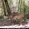 camera trap