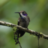 Hummingbirds of Ecuador