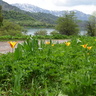tulipa_anadroma
