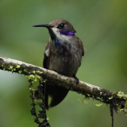 Hummingbirds of Ecuador