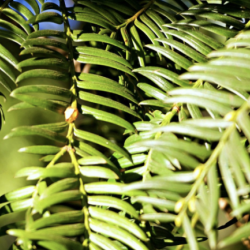 Yew