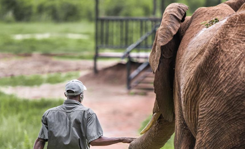 elephant elephant