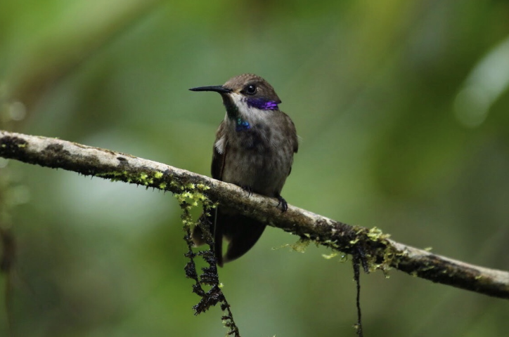 Hummingbirds of Ecuador Hummingbirds of Ecuador