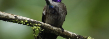 Hummingbirds of Ecuador