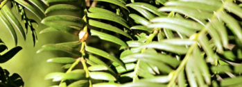 Yew