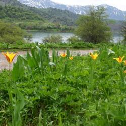 tulipa_anadroma